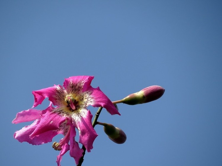好看的粉色异木棉花图片欣赏