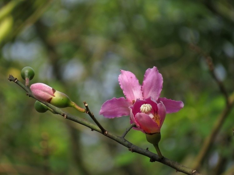 好看的粉色异木棉花图片欣赏
